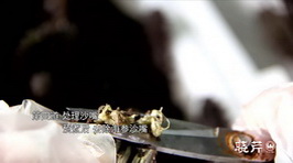 海參,大連海參,曉芹海參,海參加工 海參,大連海參,曉芹海參,海參加工