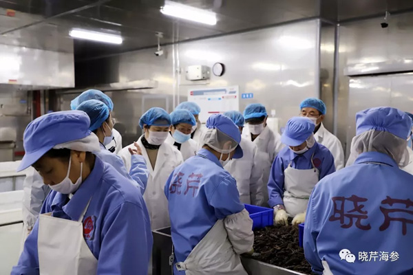 海參,曉芹海參,大連海參.jpg 海參,曉芹海參,大連海參.jpg